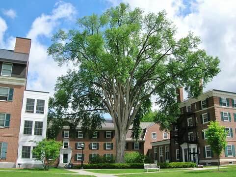 Image of American elm