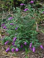 Image of butterfly-bush