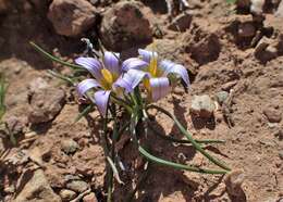 Image of crocus-leaved ROMULEA