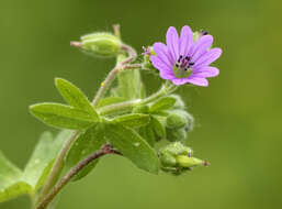 Image of cut-leaved cranesbill