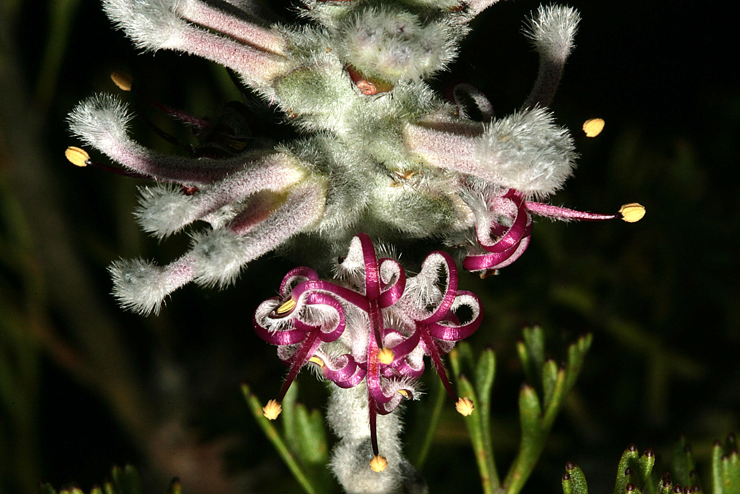 Image of Paranomus bolusii (Gandoger) Levyns