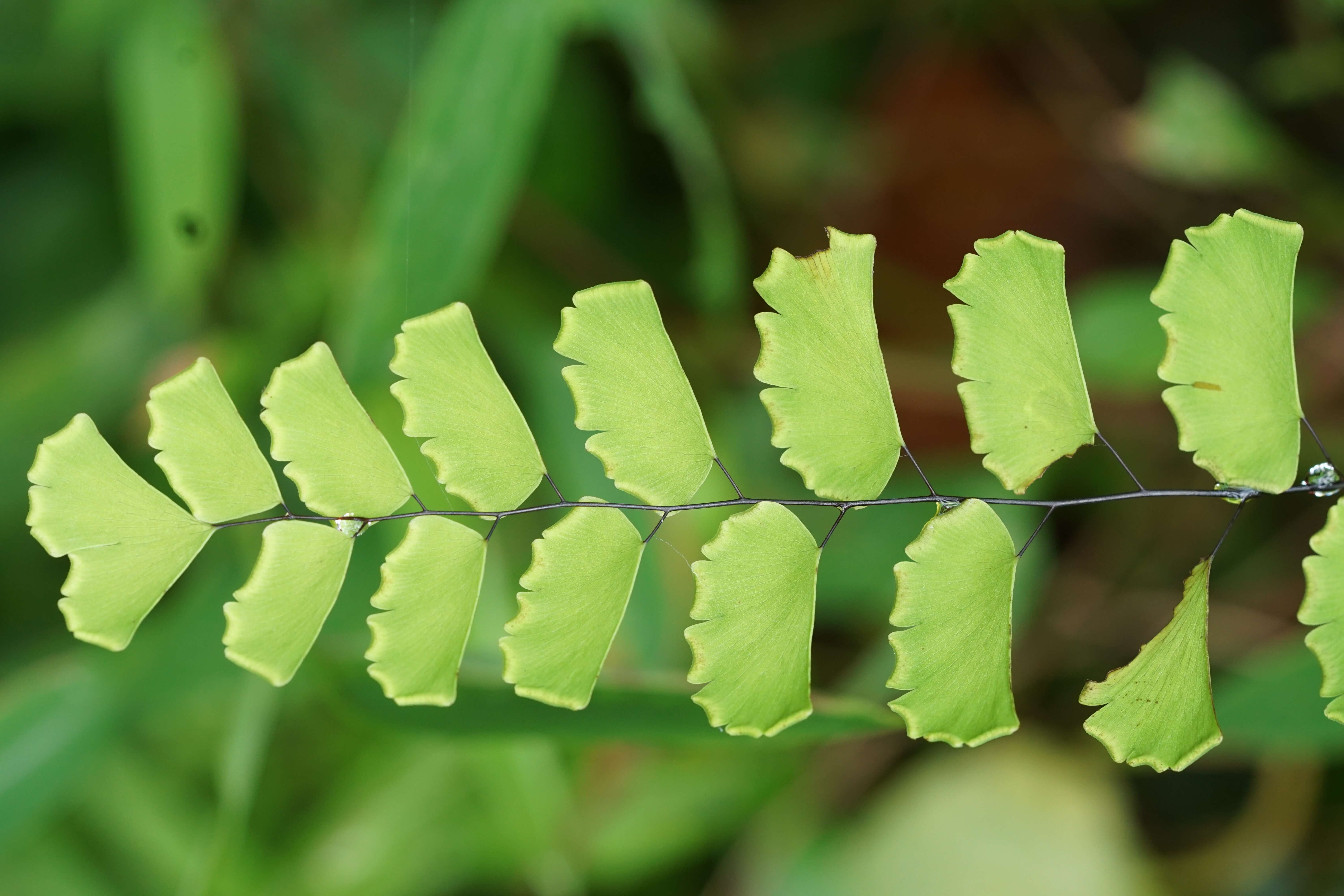 Image of Adiantum philippense L.