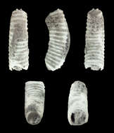 Image of Caecum floridanum Stimpson 1851