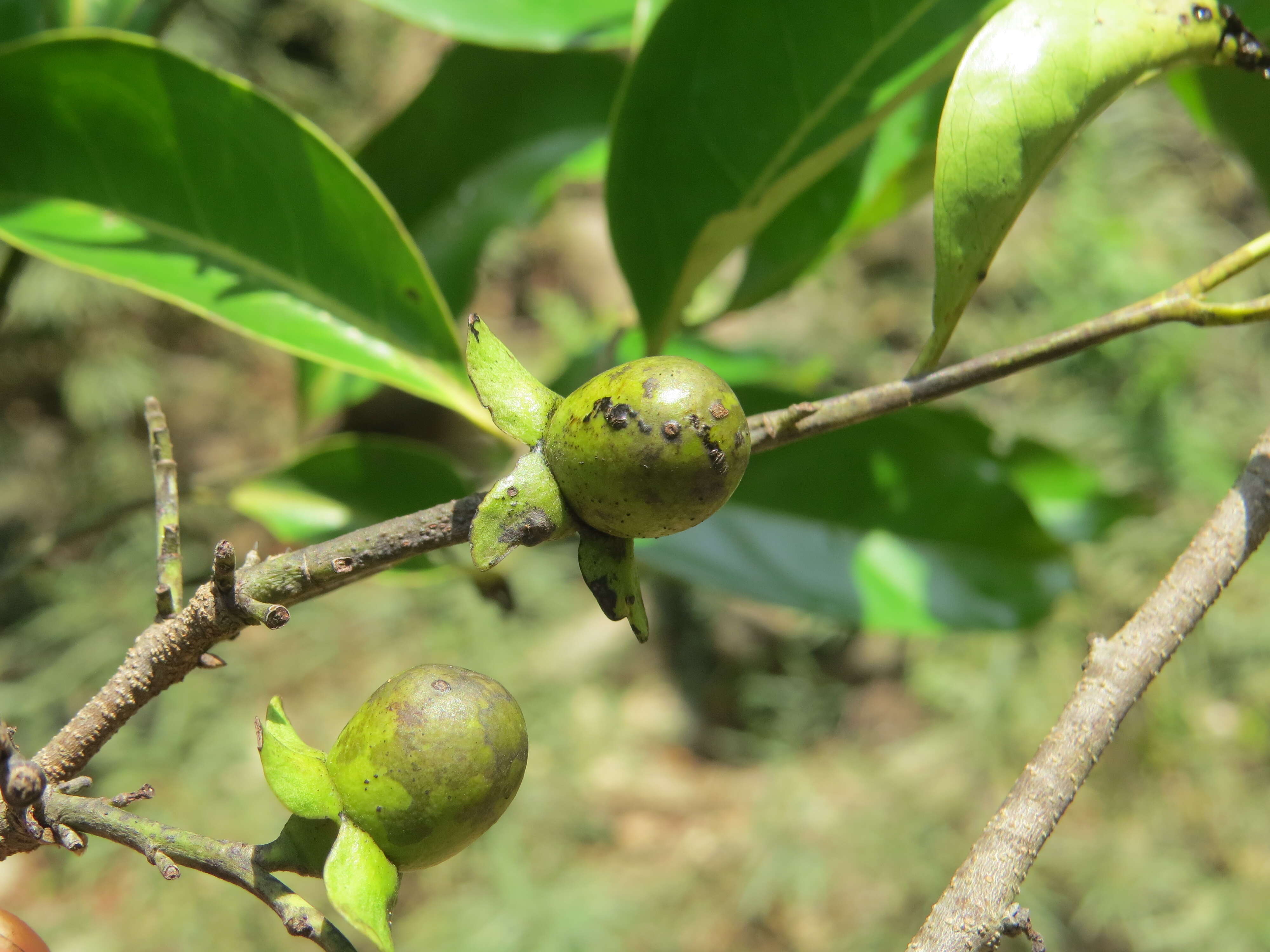 Image de Diospyros ebenum J. Koenig ex Retz.