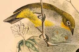 Image of Everett's White-eye