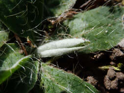 Image of Mouse-ear-hawkweed