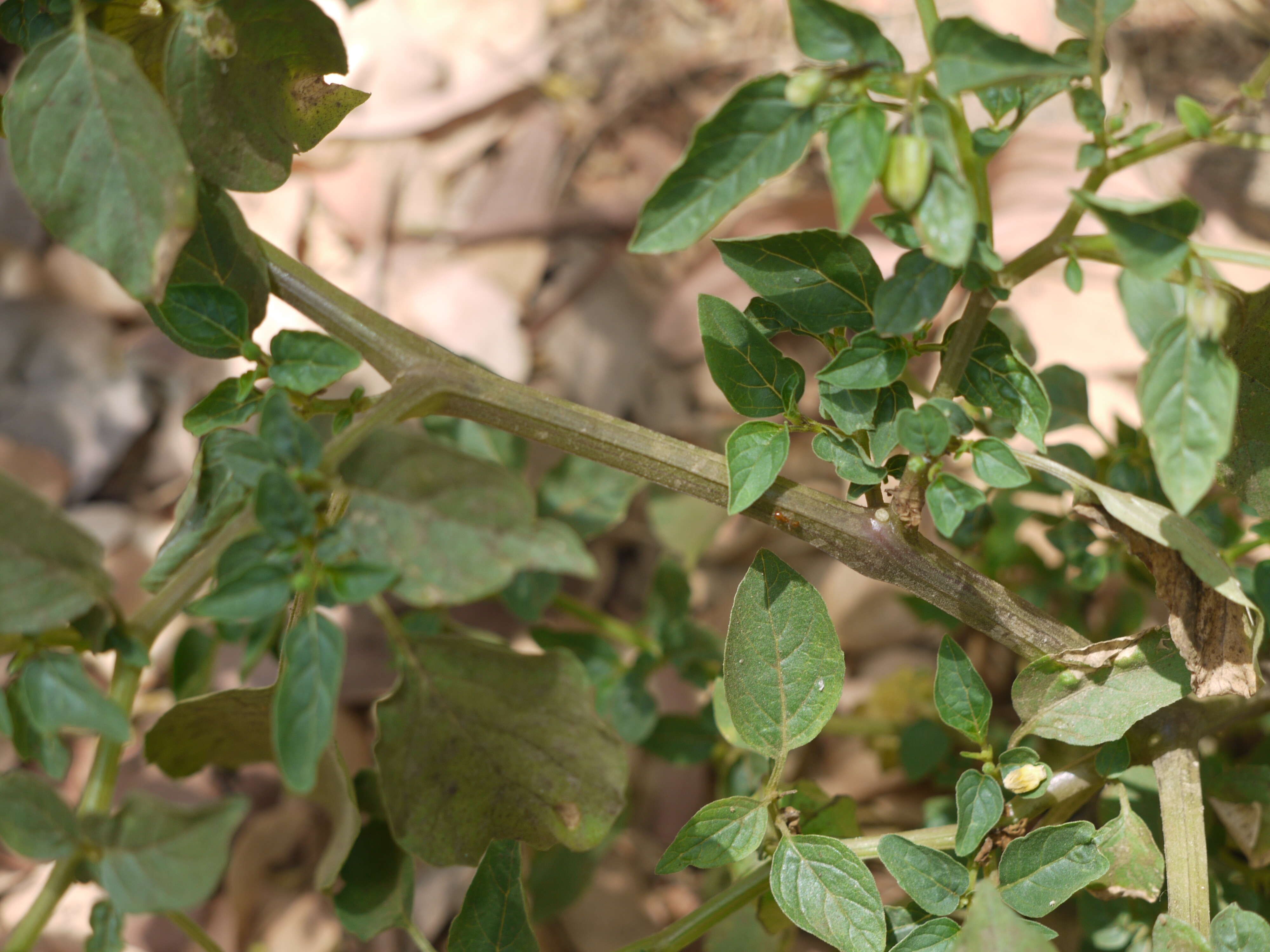 Image of cutleaf groundcherry