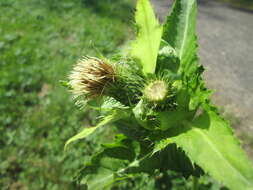 Image of Cabbage Thistle