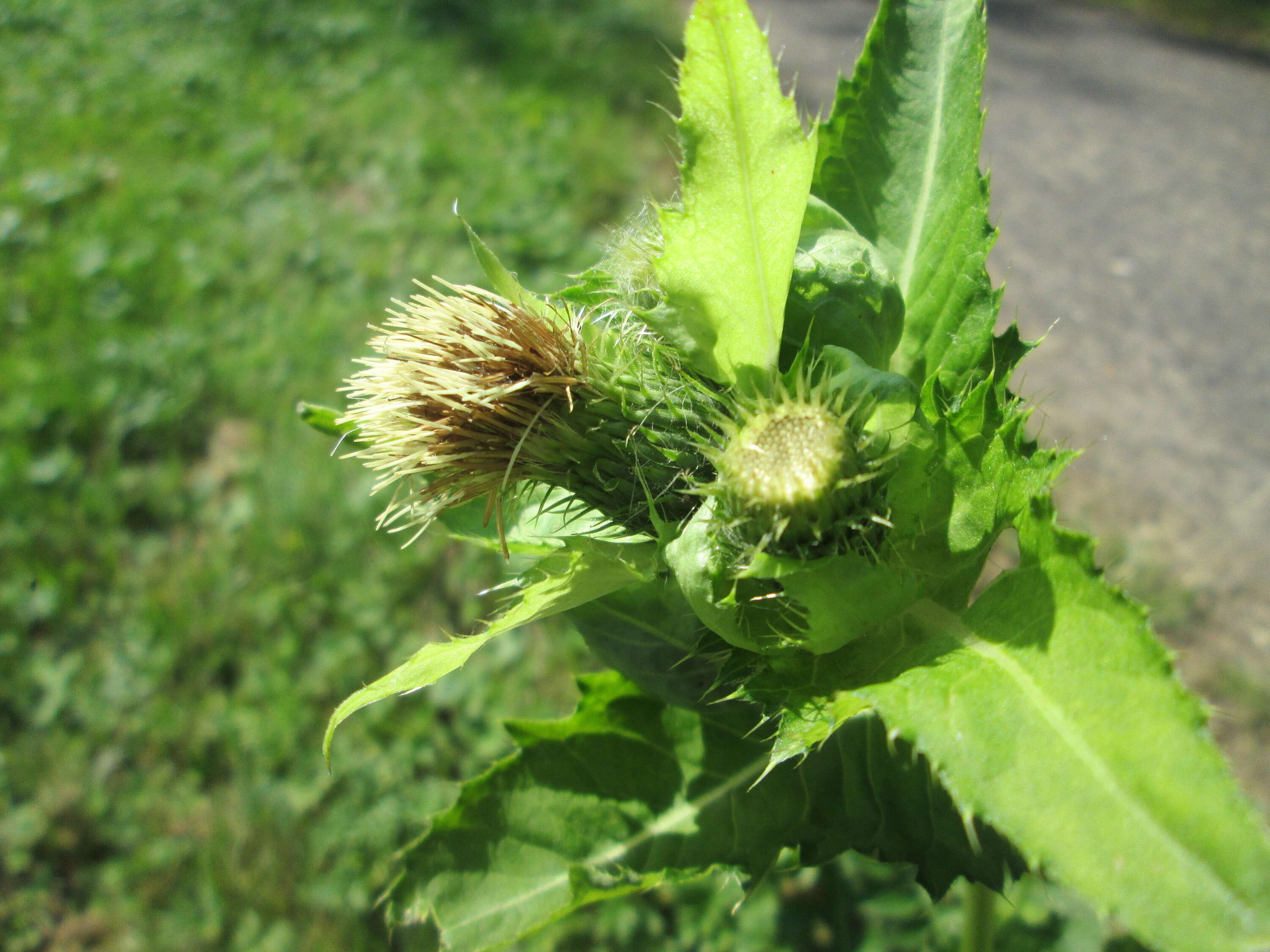 Image of Cabbage Thistle