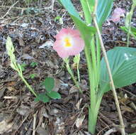 Image of Mauve ginger