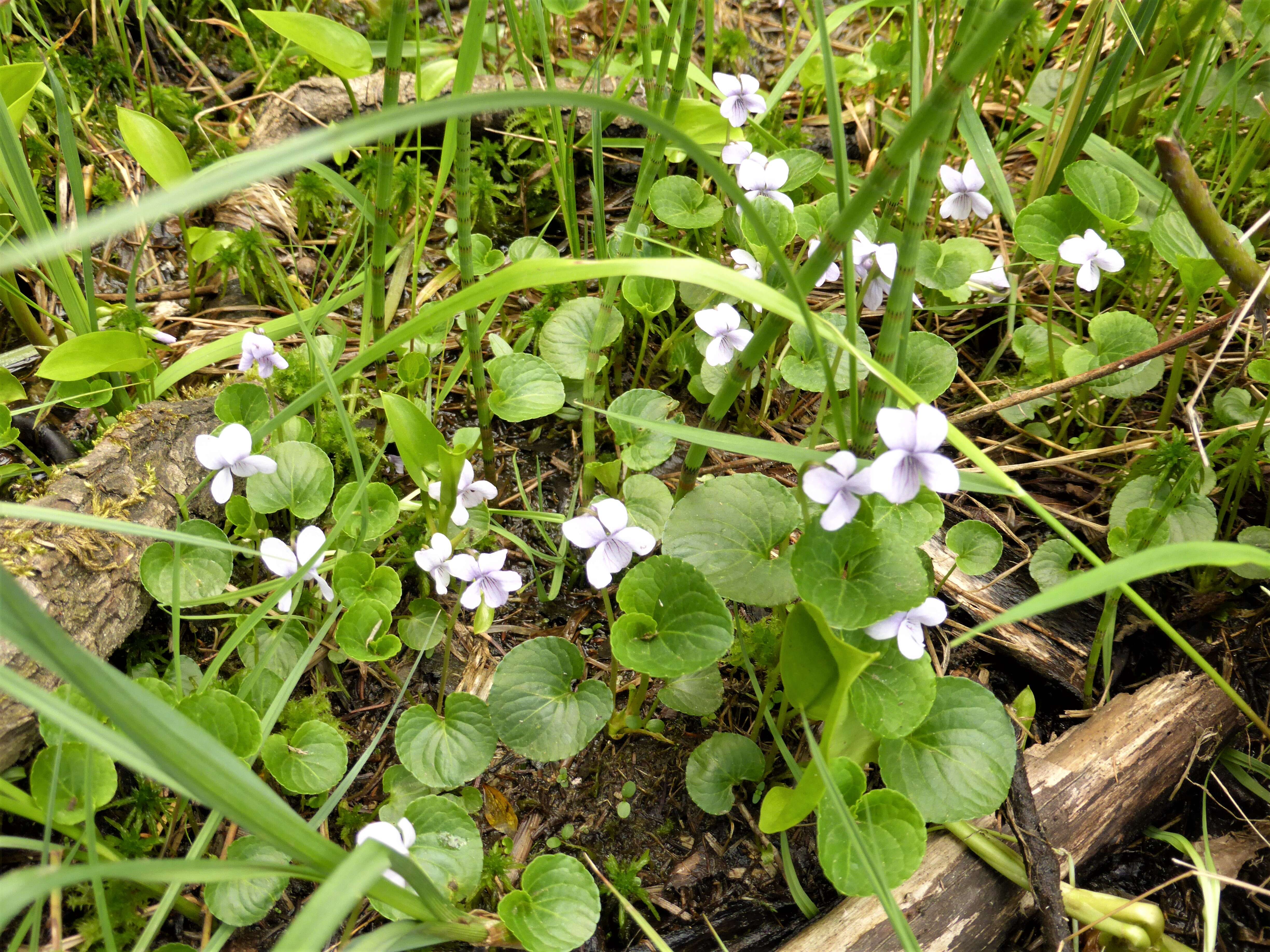 Plancia ëd Viola palustris L.