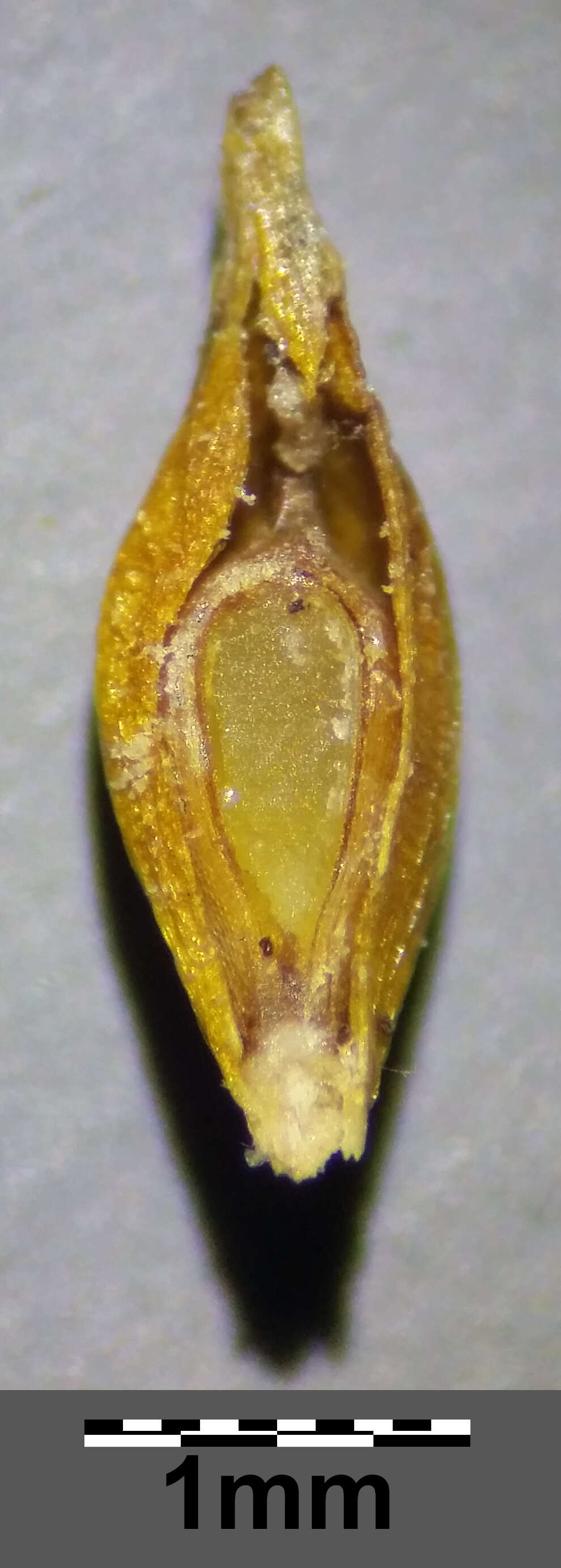 Image of Carex viridula