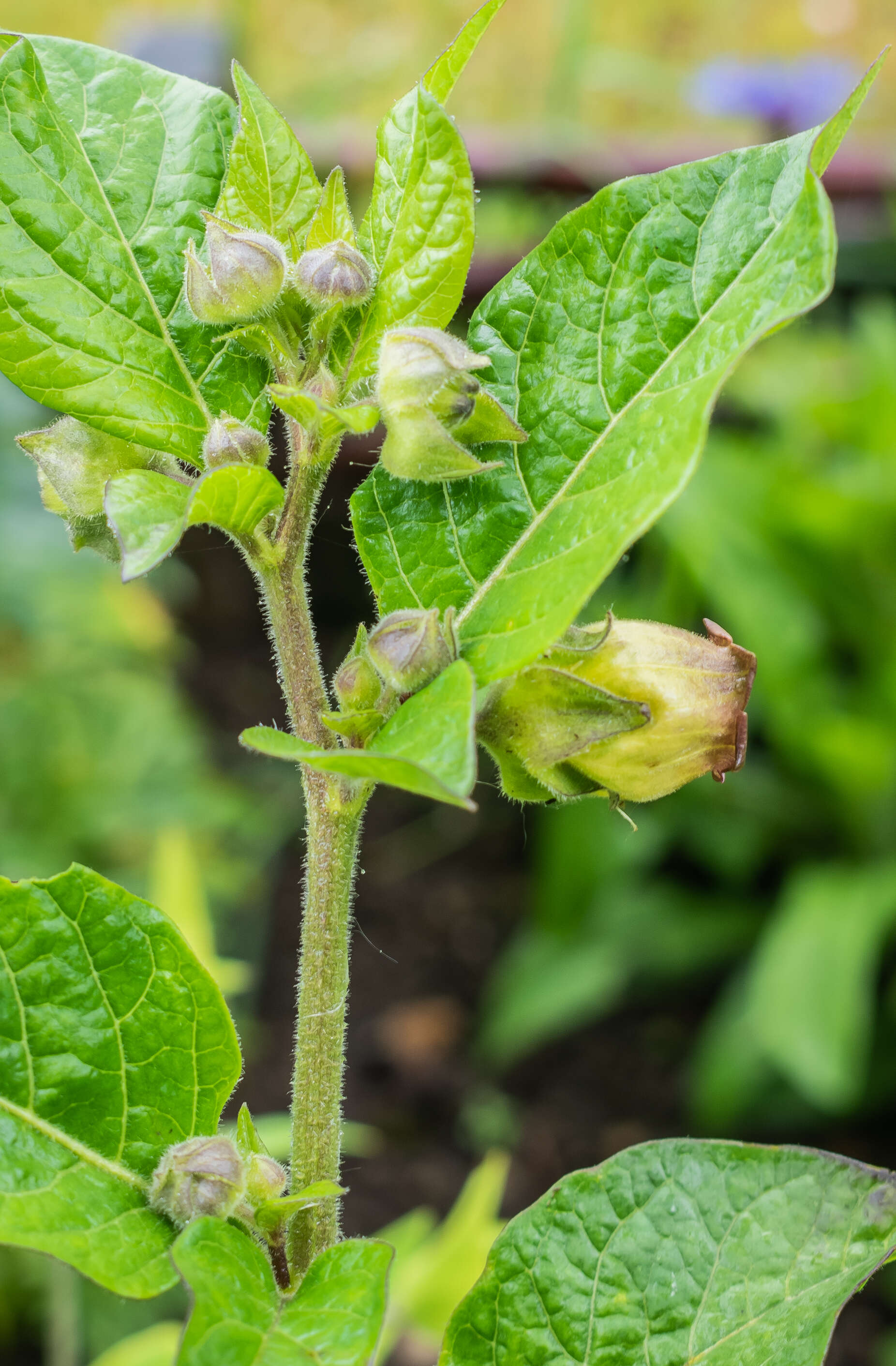 Plancia ëd Atropa belladonna L.