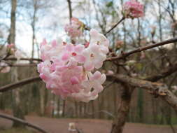 Sivun Viburnum × bodnantense kuva