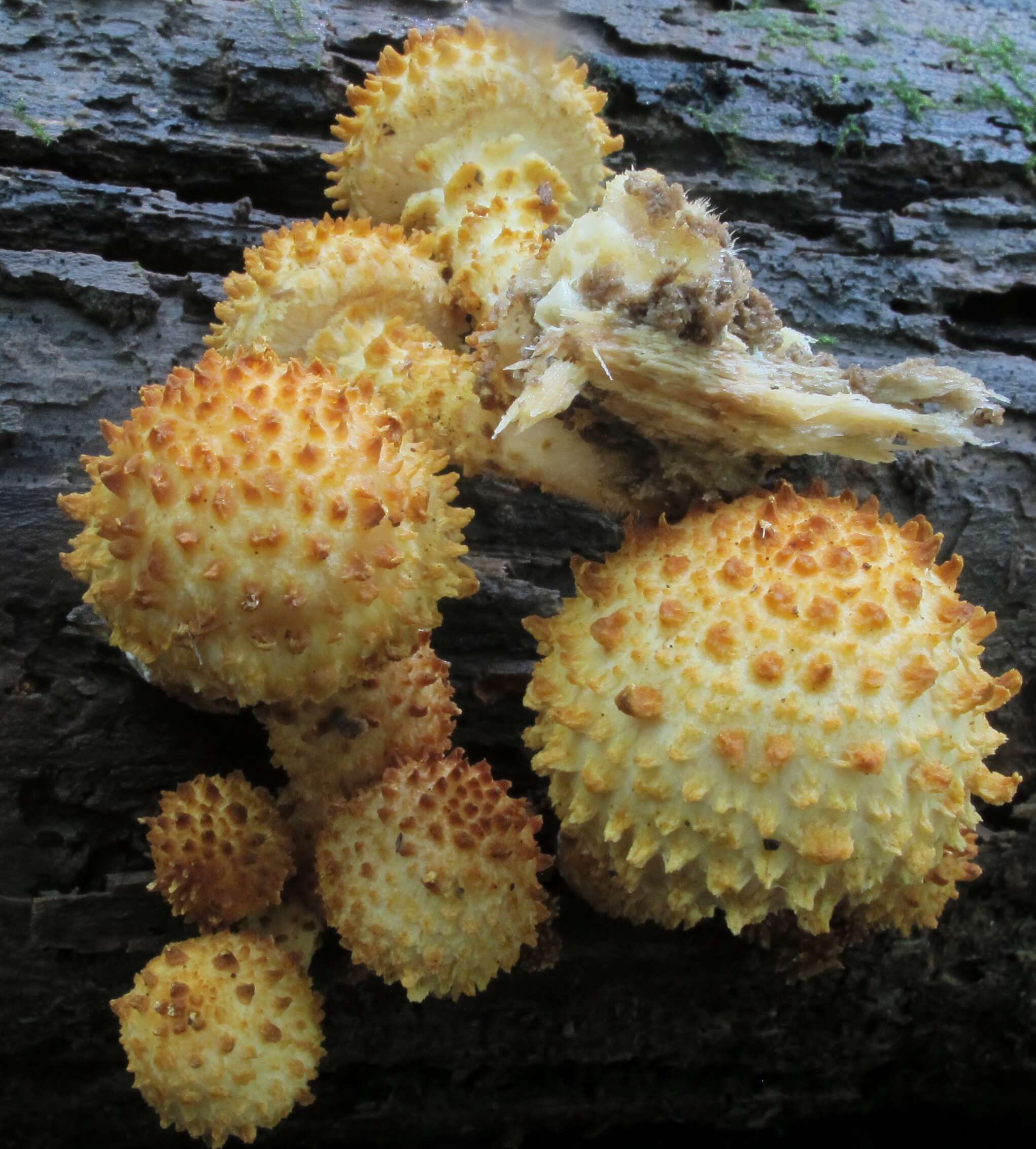 Image of Pholiota squarrosoides (Peck) Sacc. 1887