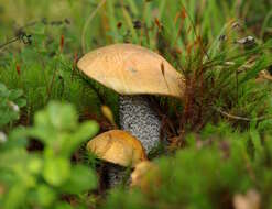 Image of Leccinum versipelle (Fr. & Hök) Snell 1944