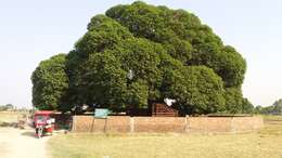 Imagem de Ficus benjamina L.