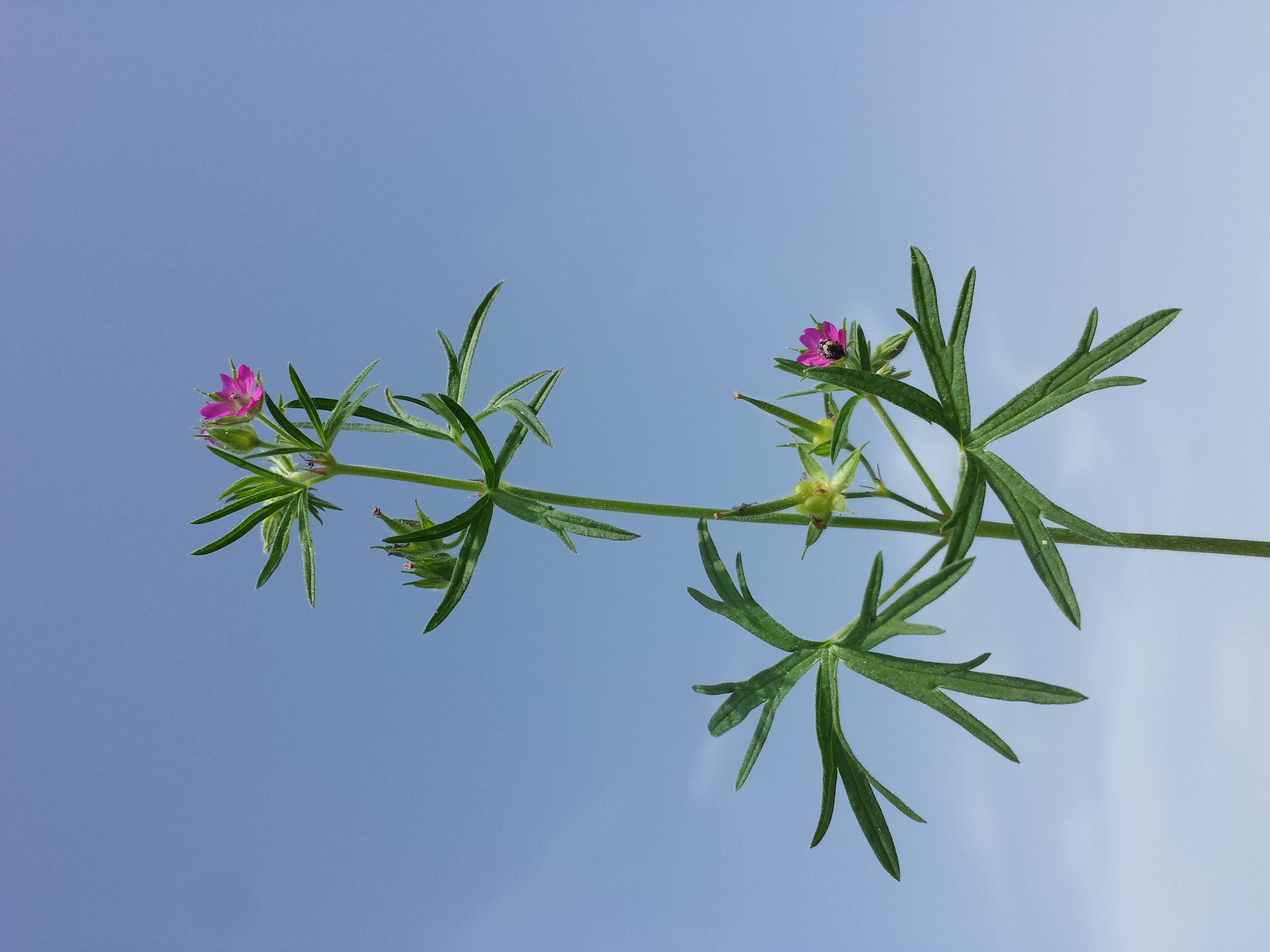 Image of cut-leaved cranesbill