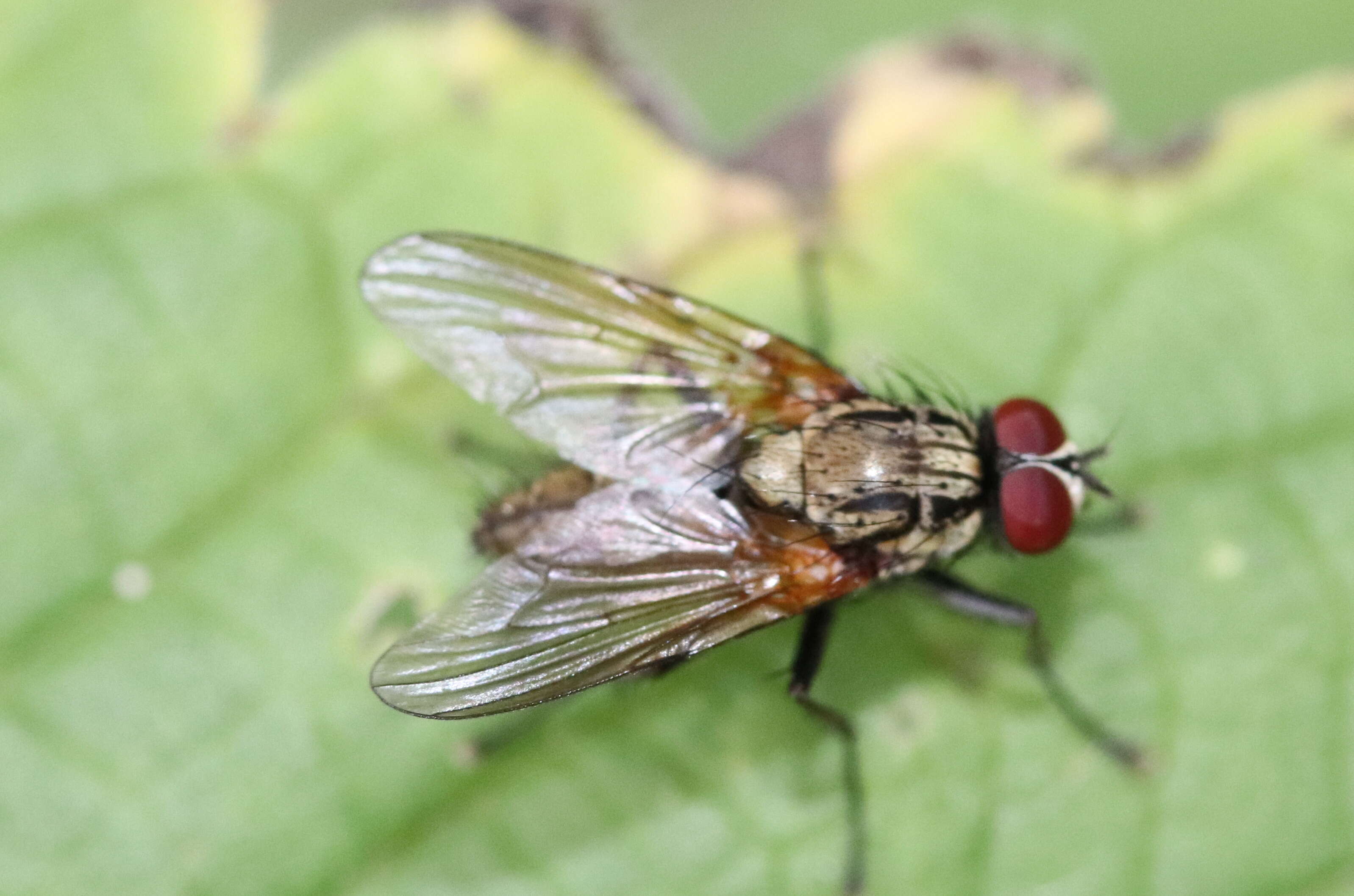 Image of root-maggot flies