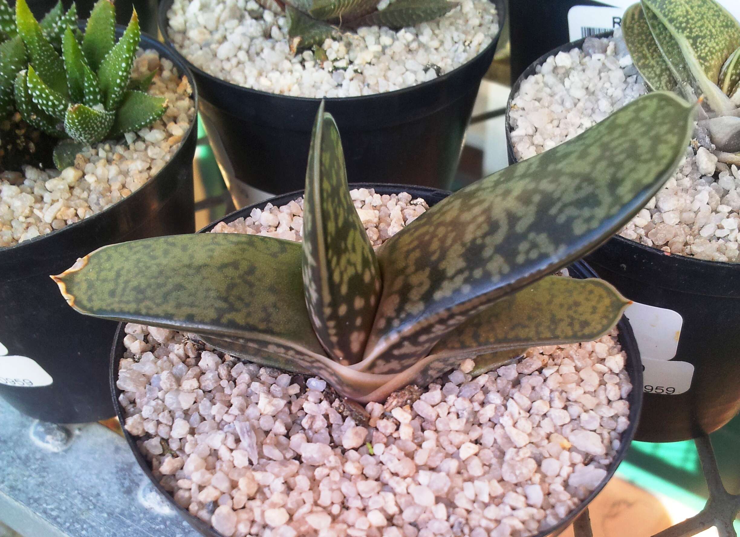 Image of Gasteria obliqua (Aiton) Duval