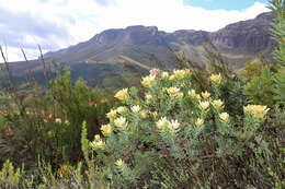 Image of Yellow bush