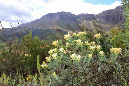 Imagem de Leucadendron daphnoides (Thunb.) Meissn.