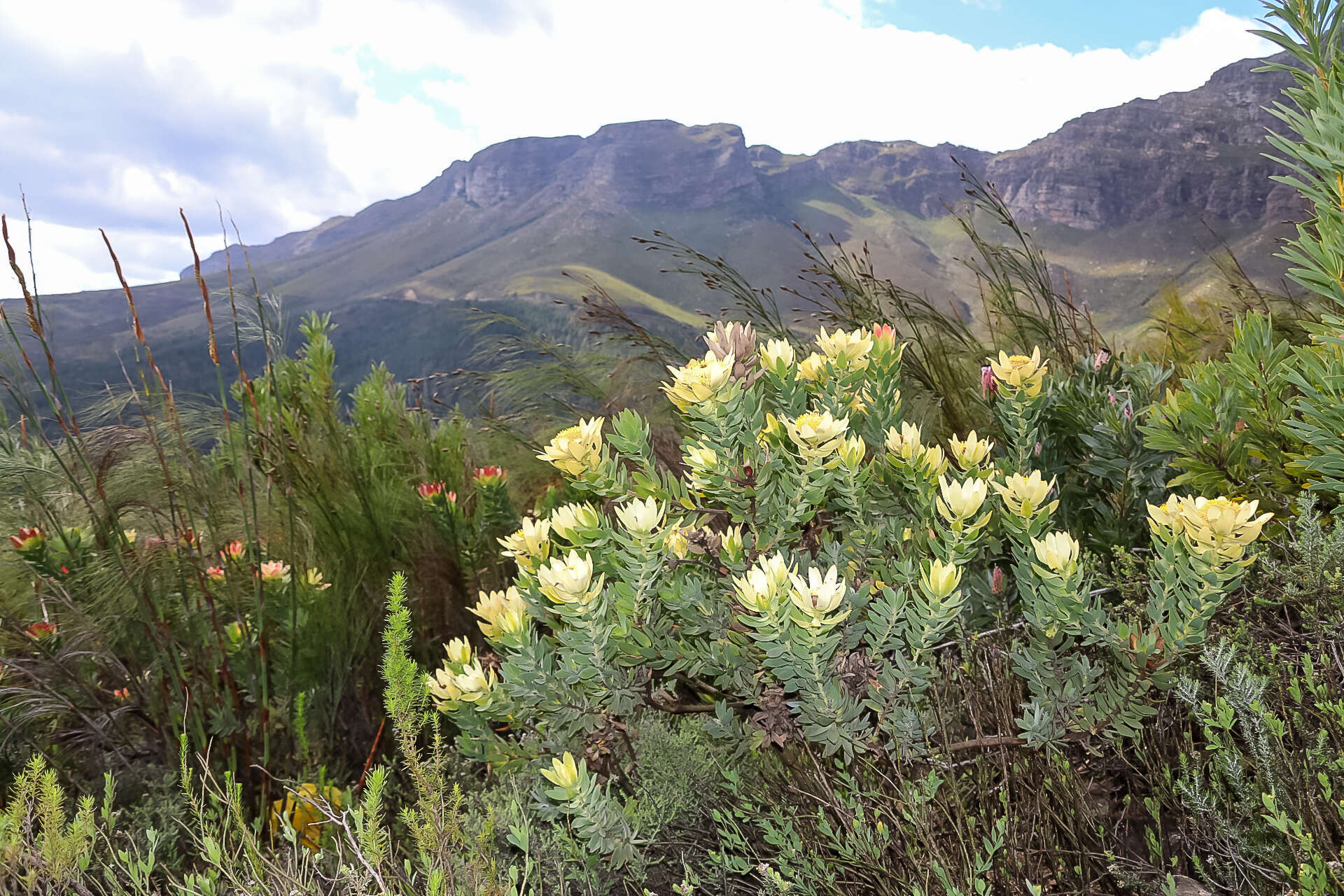 Image of Yellow bush