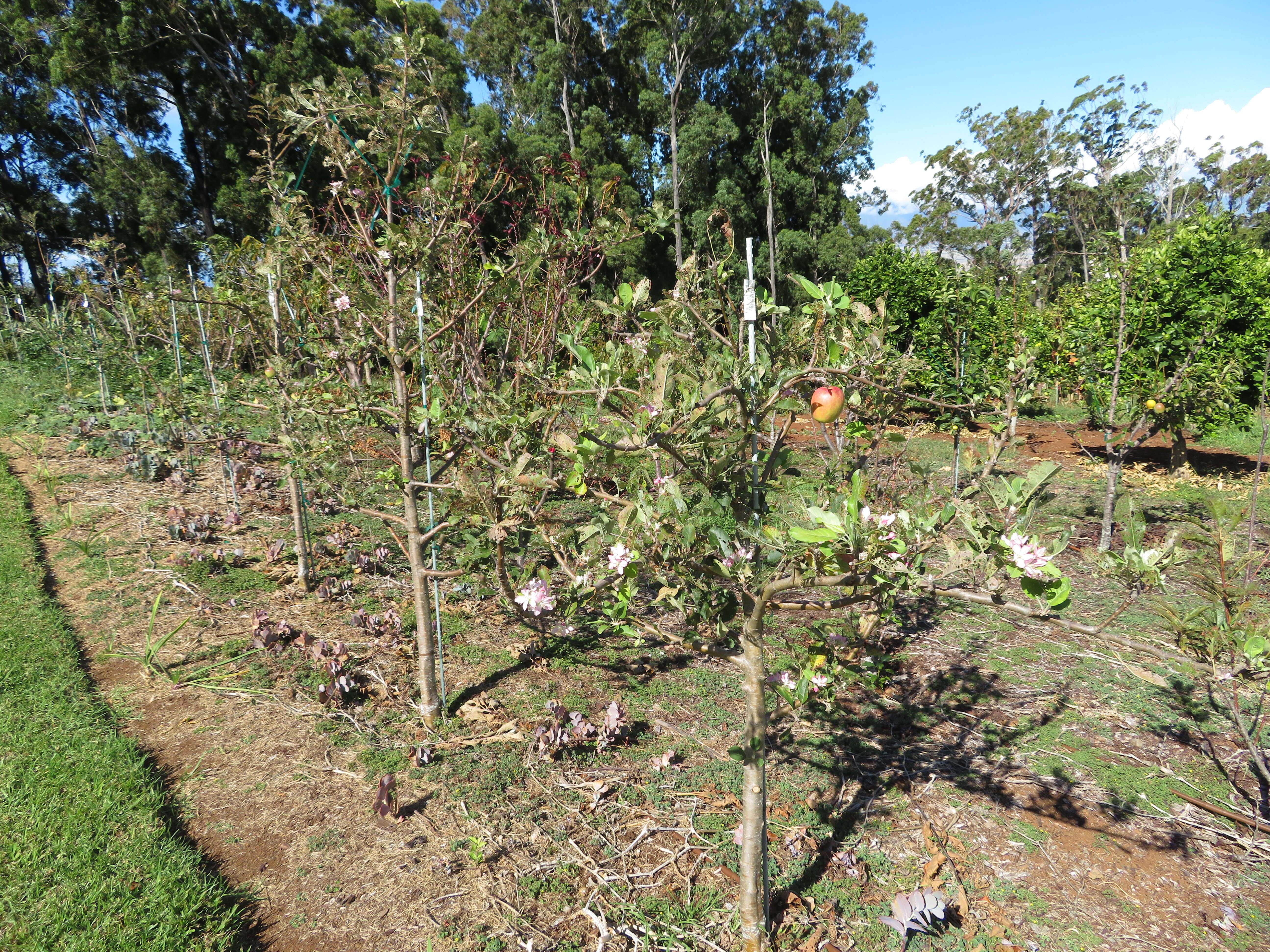 Image of paradise apple