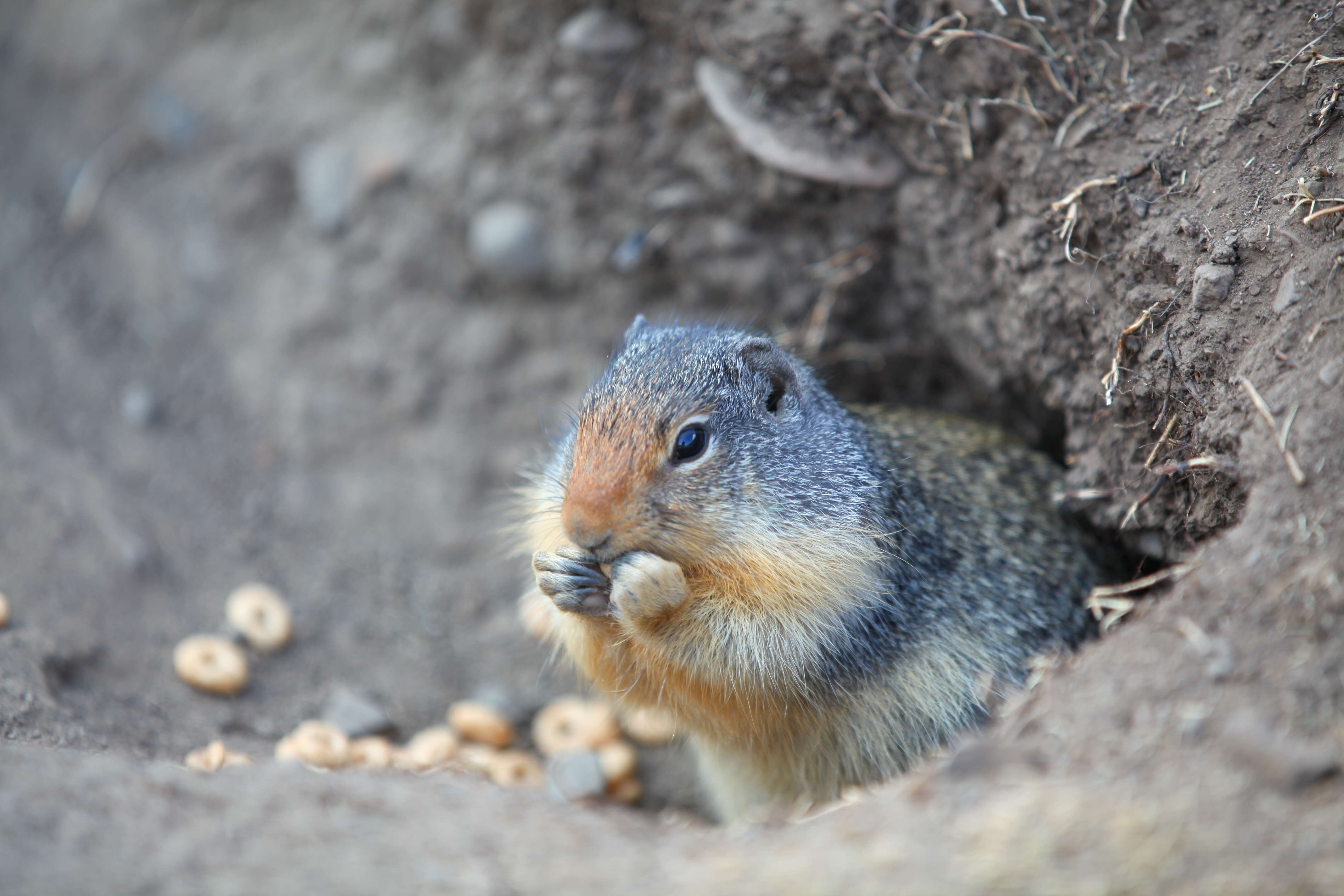 Image of Columbian ground squirrel