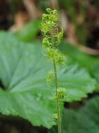 Image of Brewer's miterwort