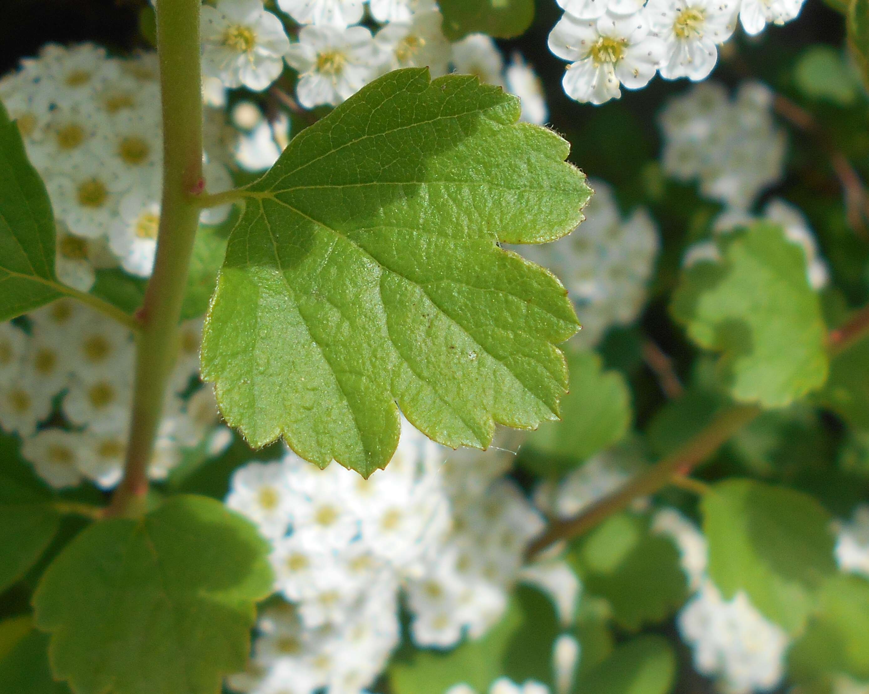 Image of Asian meadowsweet