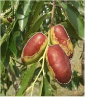 Image of jujube