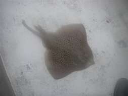 Image of Blonde Ray