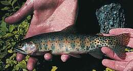 Image of cutthroat trout