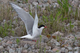 Image of Arctic Tern