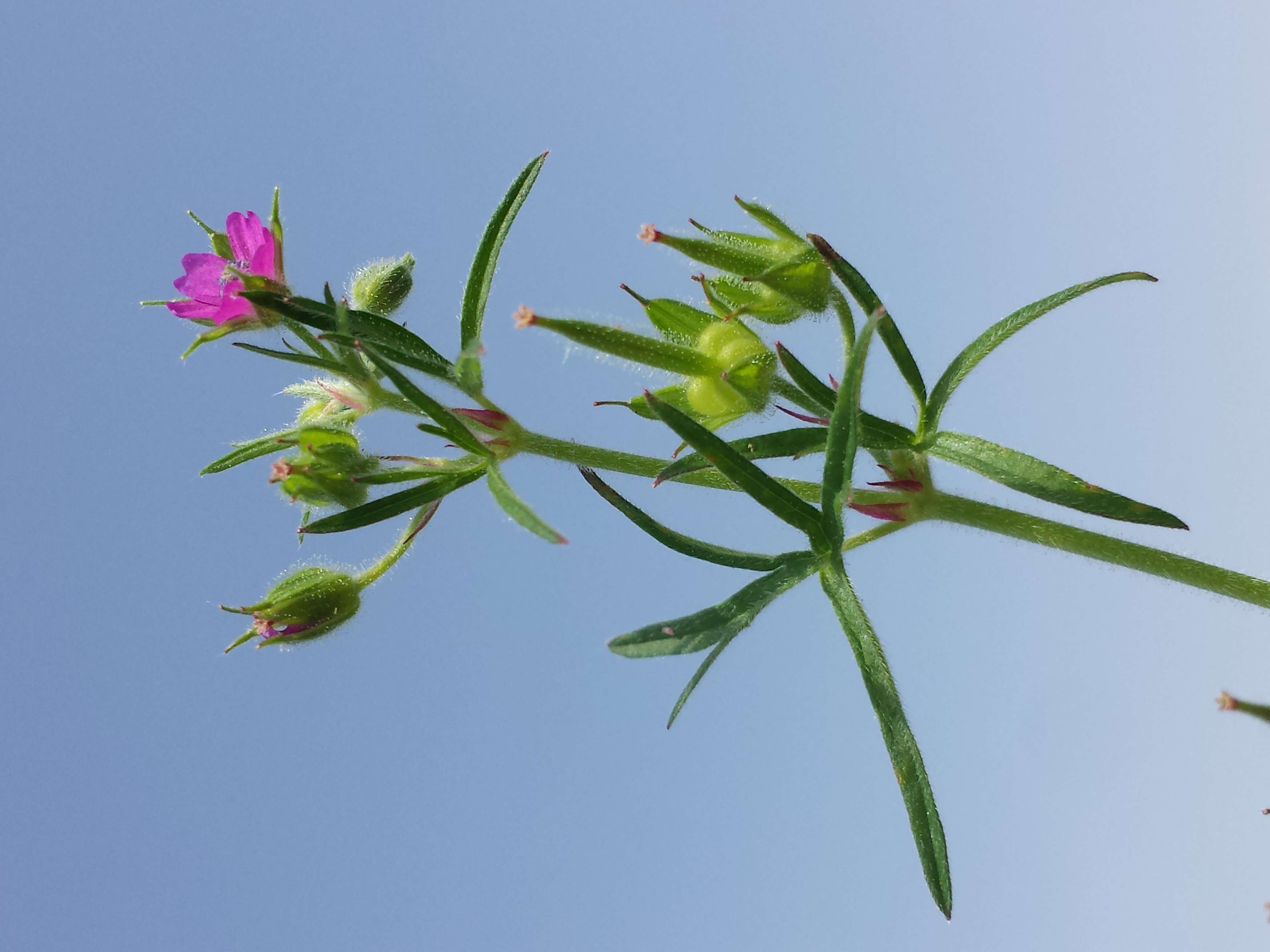 Image of cut-leaved cranesbill