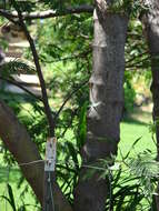 Image de Calliandra houstoniana (Mill.) Standl.