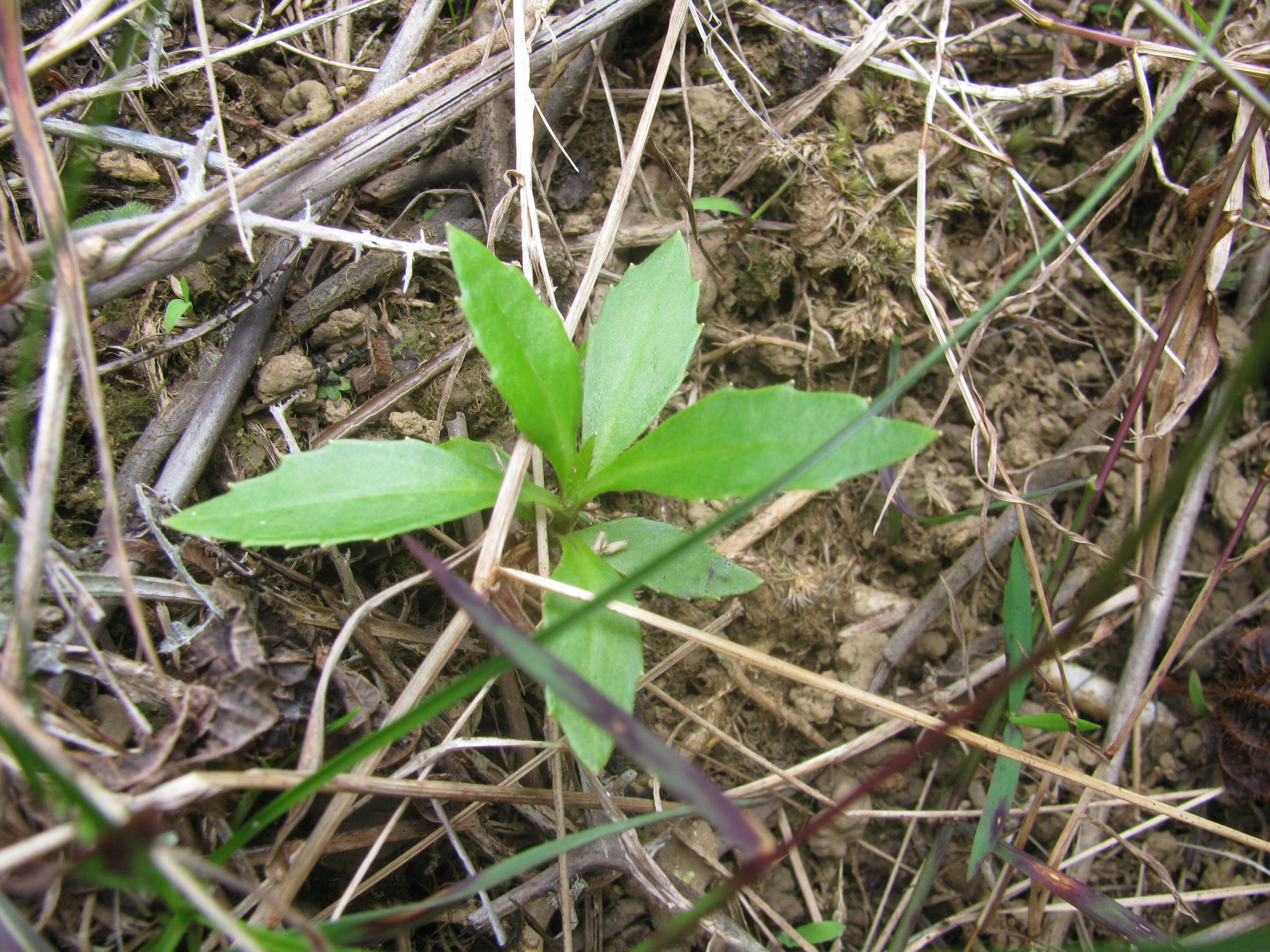 Imagem de Scaevola chamissoniana Gaud.