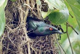 Image of Metallic Starling