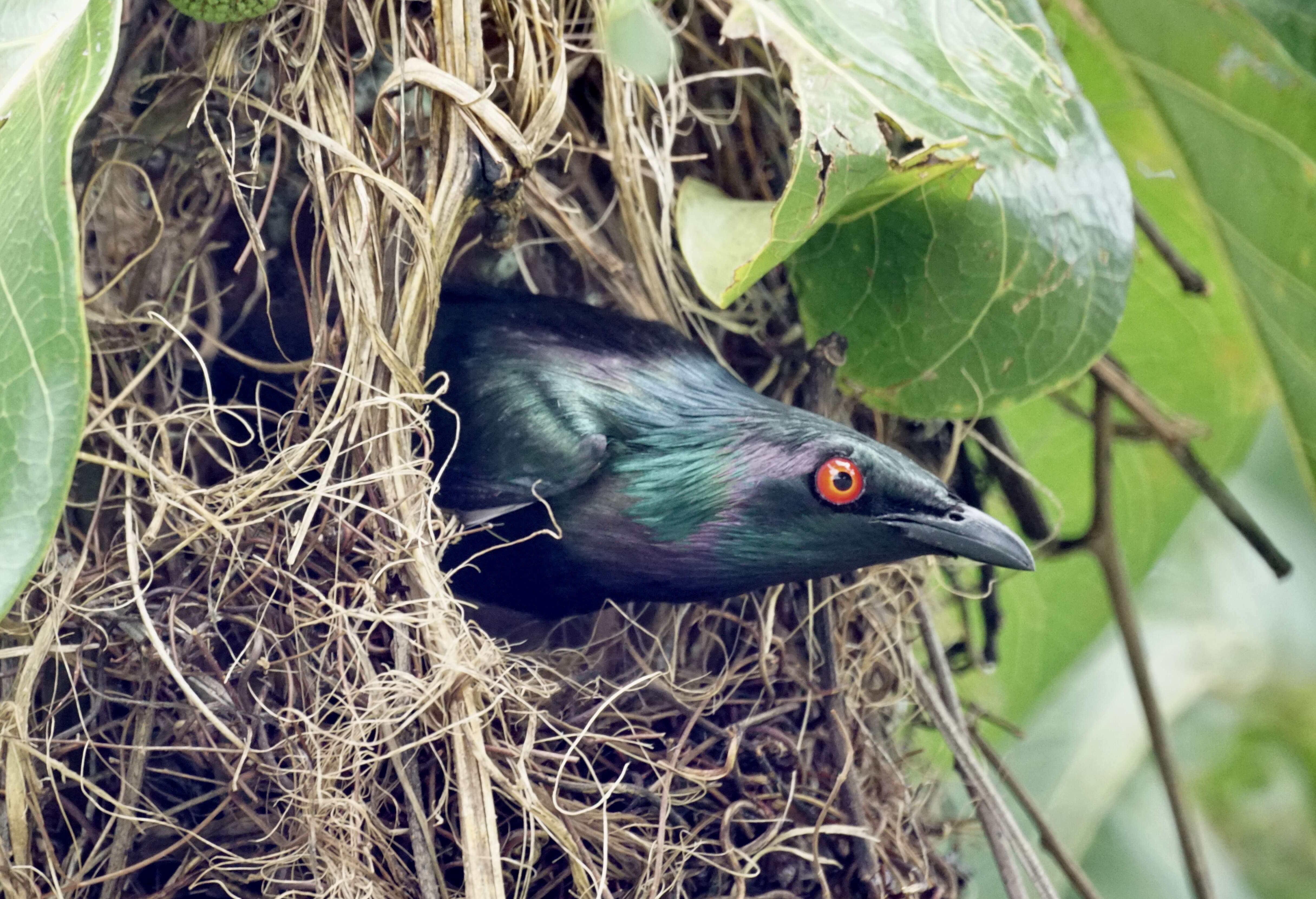 Image of Metallic Starling