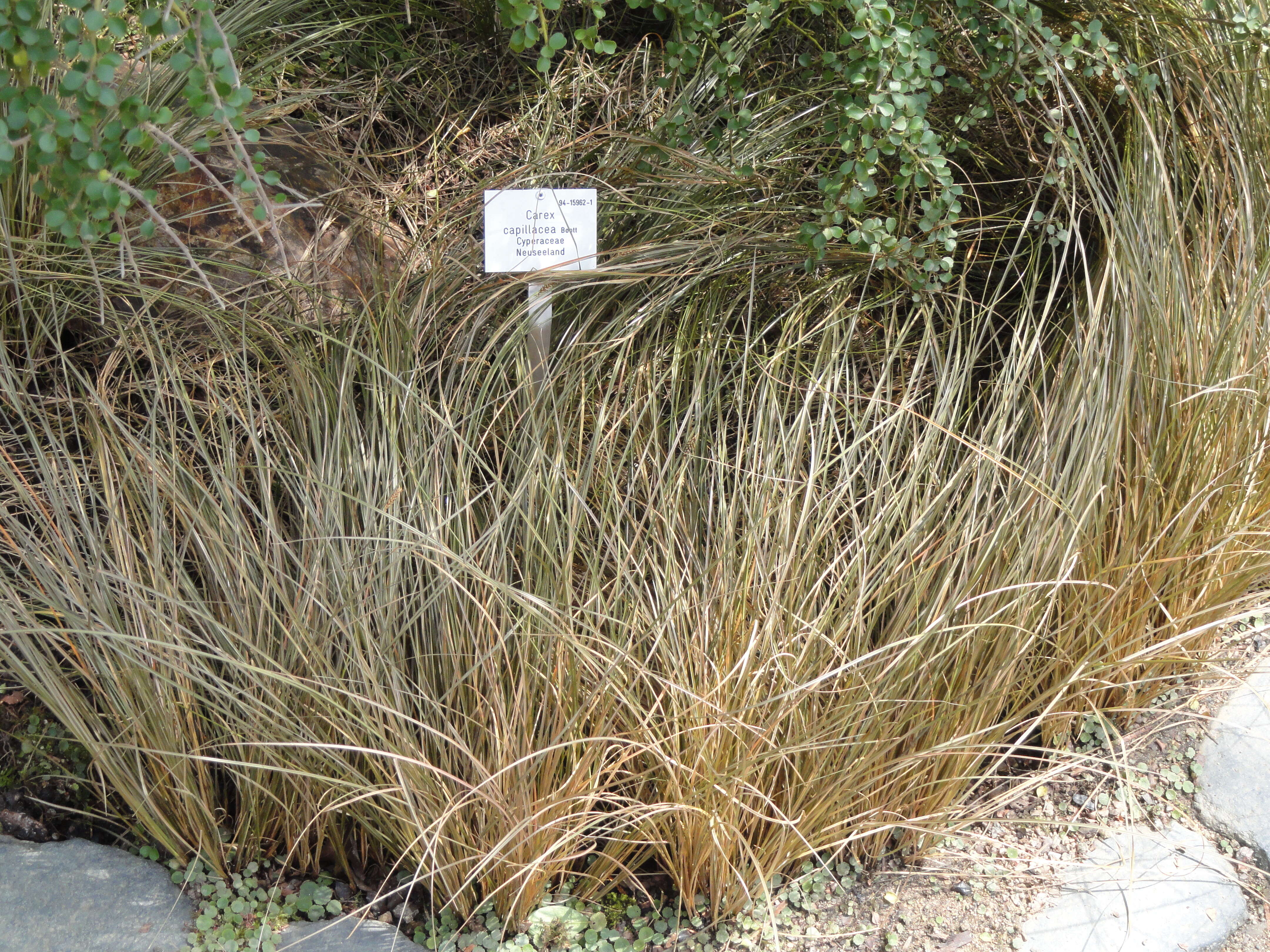 Image of Carex capillacea Boott