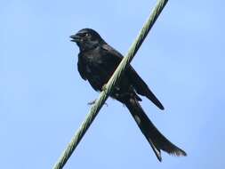 Image of Black Drongo