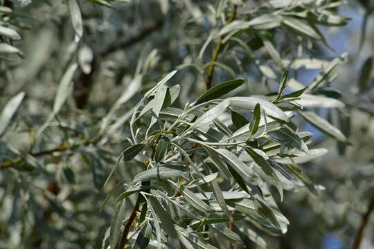 Plancia ëd Pyrus salicifolia Pall.