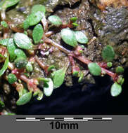 Image of eight-stamened waterwort