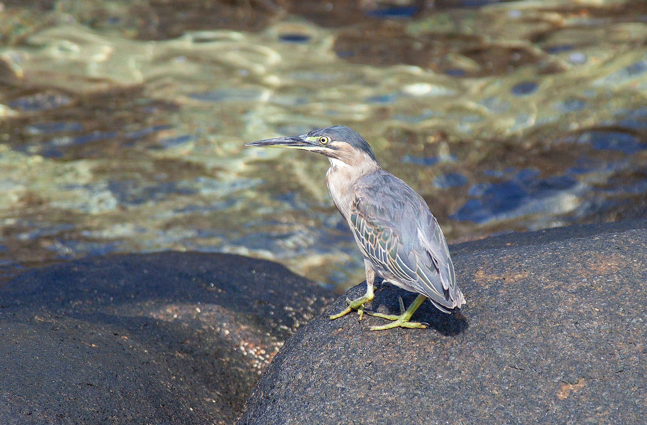 Image of Green-backed Heron