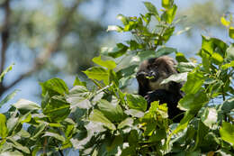 Image of Lion-tailed Macaque