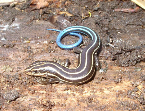 Image of Common Five-lined Skink