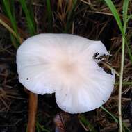 Image of Snowy Waxcap