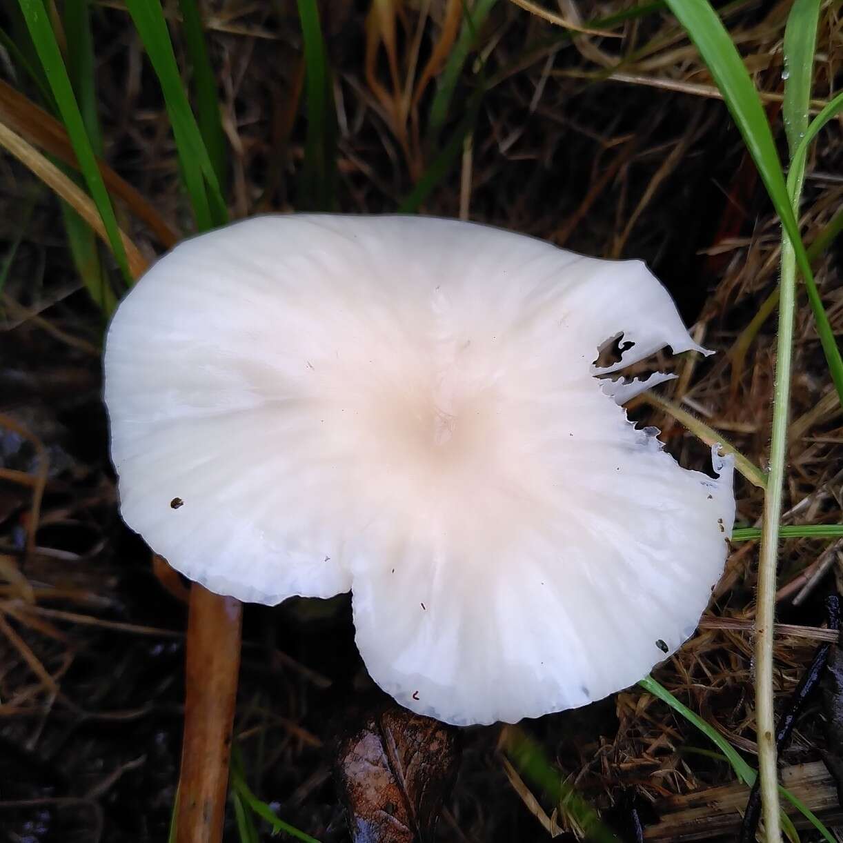 Image of Snowy Waxcap