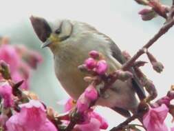 Image of Formosan Yuhina